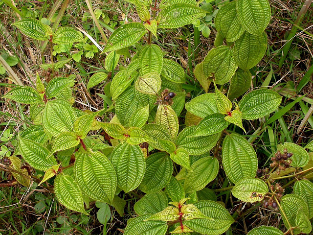 Clidemia hirta Clidemia hirta