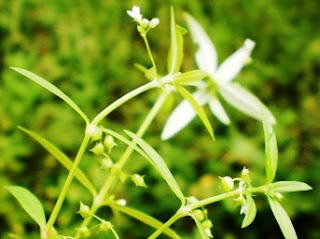 Tanaman Obat Rumput Mutiara - Amazing Indonesia