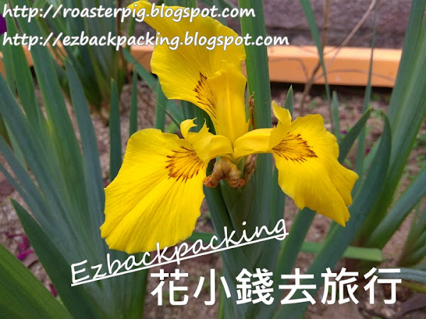市區紫藤賞花好去處+香港花展2021櫻花庭園(4月14日更新)