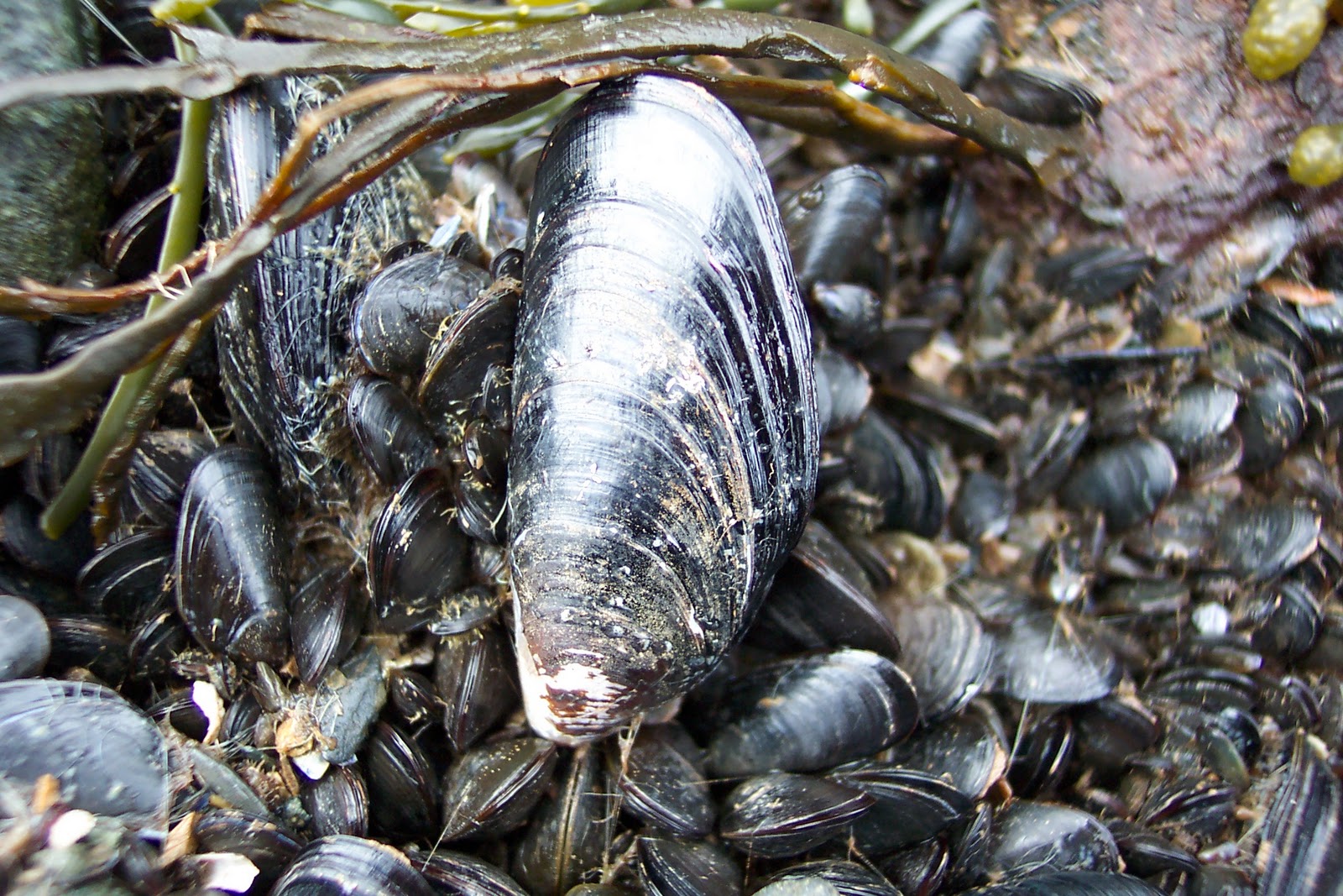 Huntsman Marine Science Centre Blue mussels
