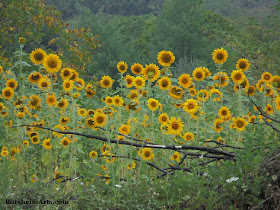 Sunflowers in Valleriana, Tuscany, Italy