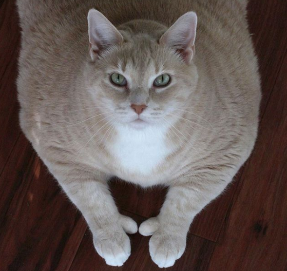 Chonky, fluffy, thicc inside the obsession with fat cats on