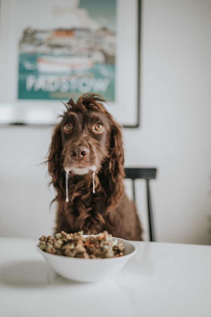 Review Butternut Box Dog Food Steph & The Spaniels Dog Friendly
