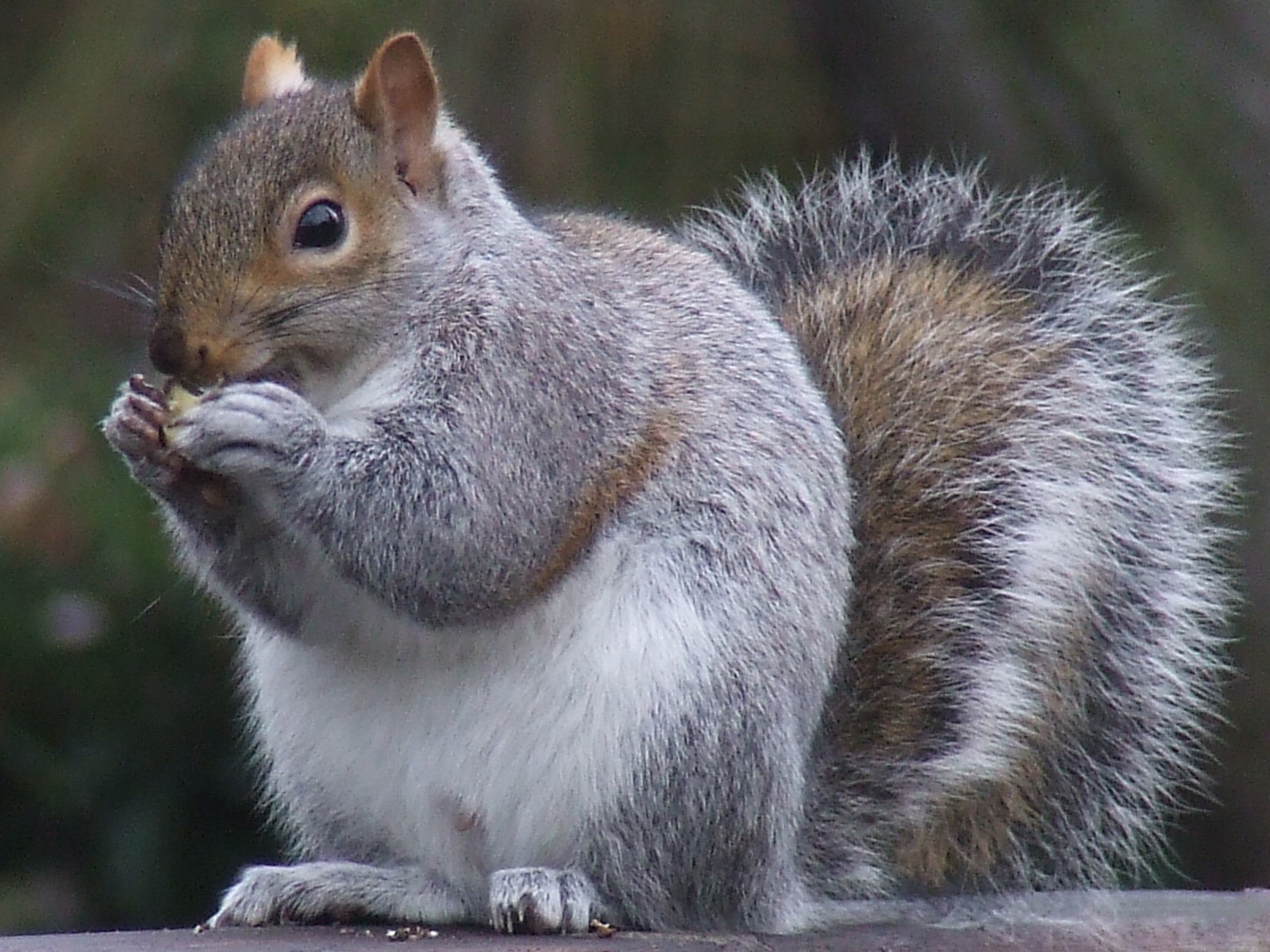 معلومات عن السنجاب.