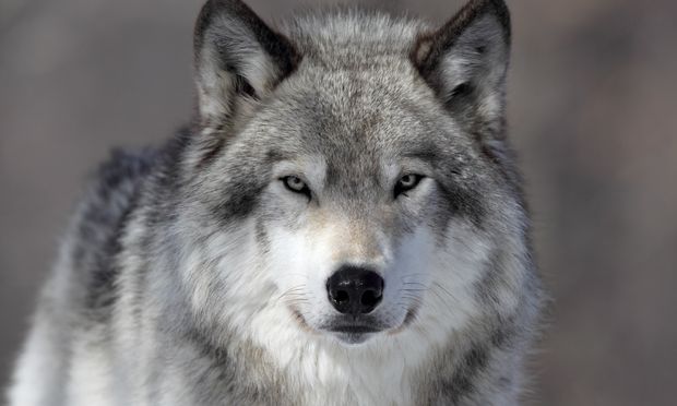 White Wolf Wildlife Paradise For Wolves It Is A Crime To Kill white-wolf-wildlife-paradise-for-wolves-it-is-a-crime-to-kill
