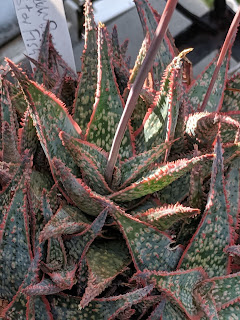 seed-grown agave by Barry Parker