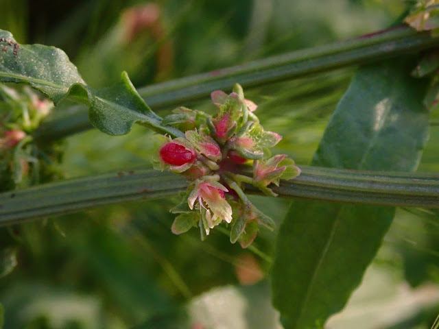 Rumex pulcher Rumex pulcher