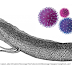 Vírus de RNA deixaram um claro rastro da nossa evolução a partir dos nossos ancestrais peixes