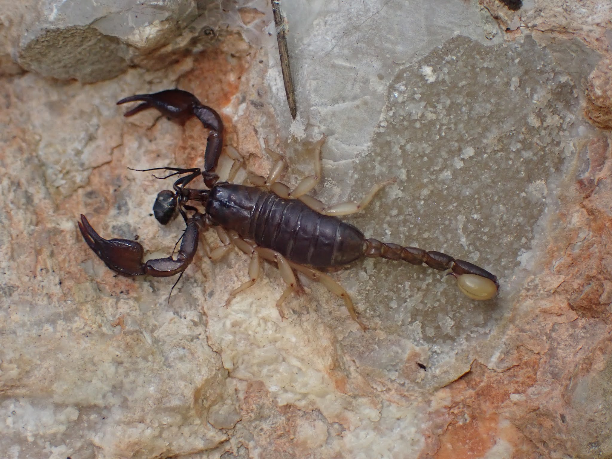 Un scorpion dans la maison!