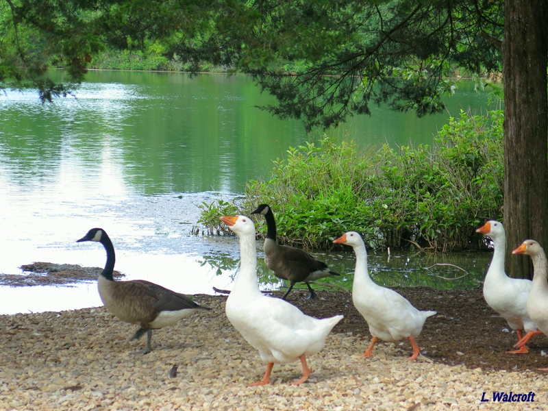 The View from Squirrel Ridge Geese, Hummingbird, Cardinal