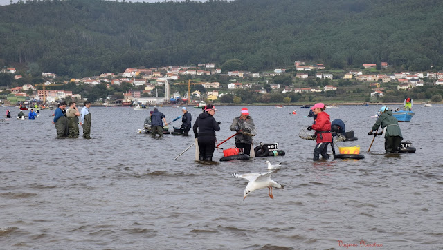 Vivir o Marisqueo en la Ría De Muros E Noia