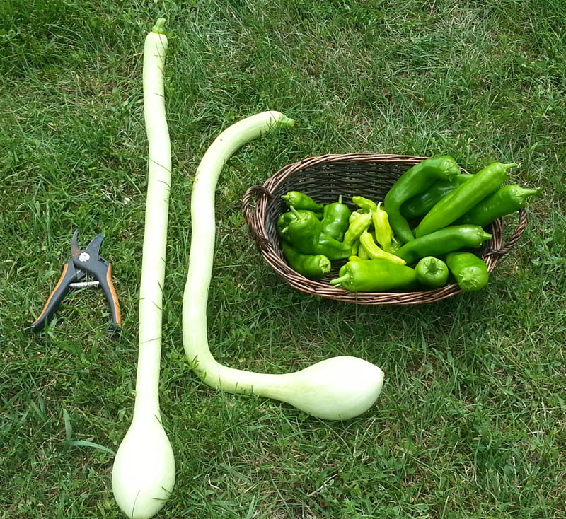 Het stevige vruchtvlees en de lange hals zonder zaden maken de ‘Tromboncino’-pompoen perfect om te grillen. Je kunt ’m ook roosteren, stomen, sauteren of rauw door een salade doen.