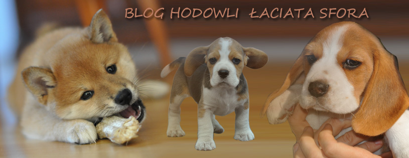 BEAGLE hodowla Łaciata Sfora - blog