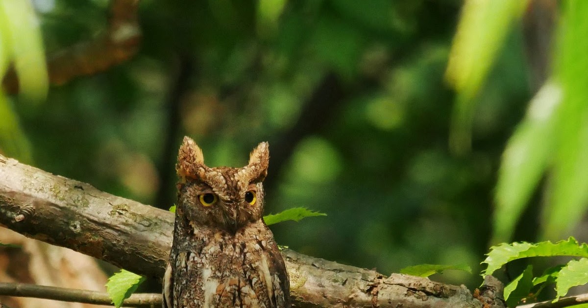 Birdwatching Korea Eurasian Scops Owl in Seosan, South Korea
