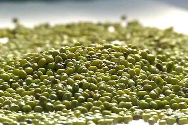 mung bean