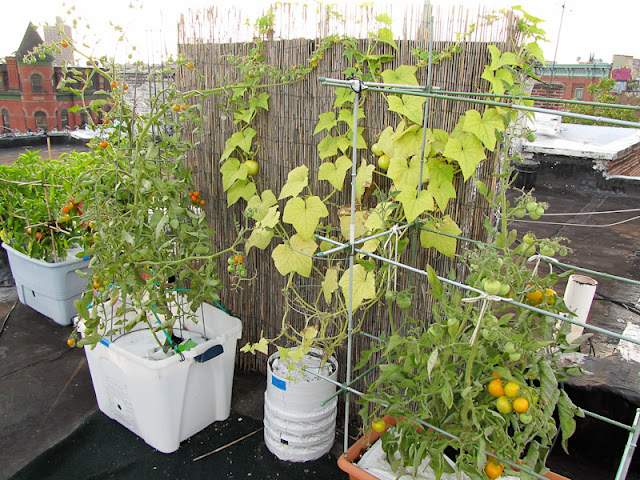 Bucolic Bushwick Rooftop Container Vegetable Garden 2011