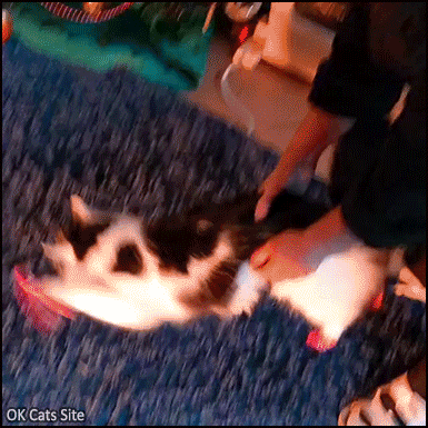 Funny Cat GIF • I decided to put some Christmas Socks on my cat but seems like she didn't like them, haha! Funny Cat GIF • I decided to put some Christmas Socks on my cat but seems like she didn't like them, haha!