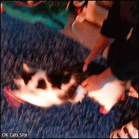 Funny Cat GIF • I decided to put some Christmas Socks on my cat  but seems like she didn't like them, haha!