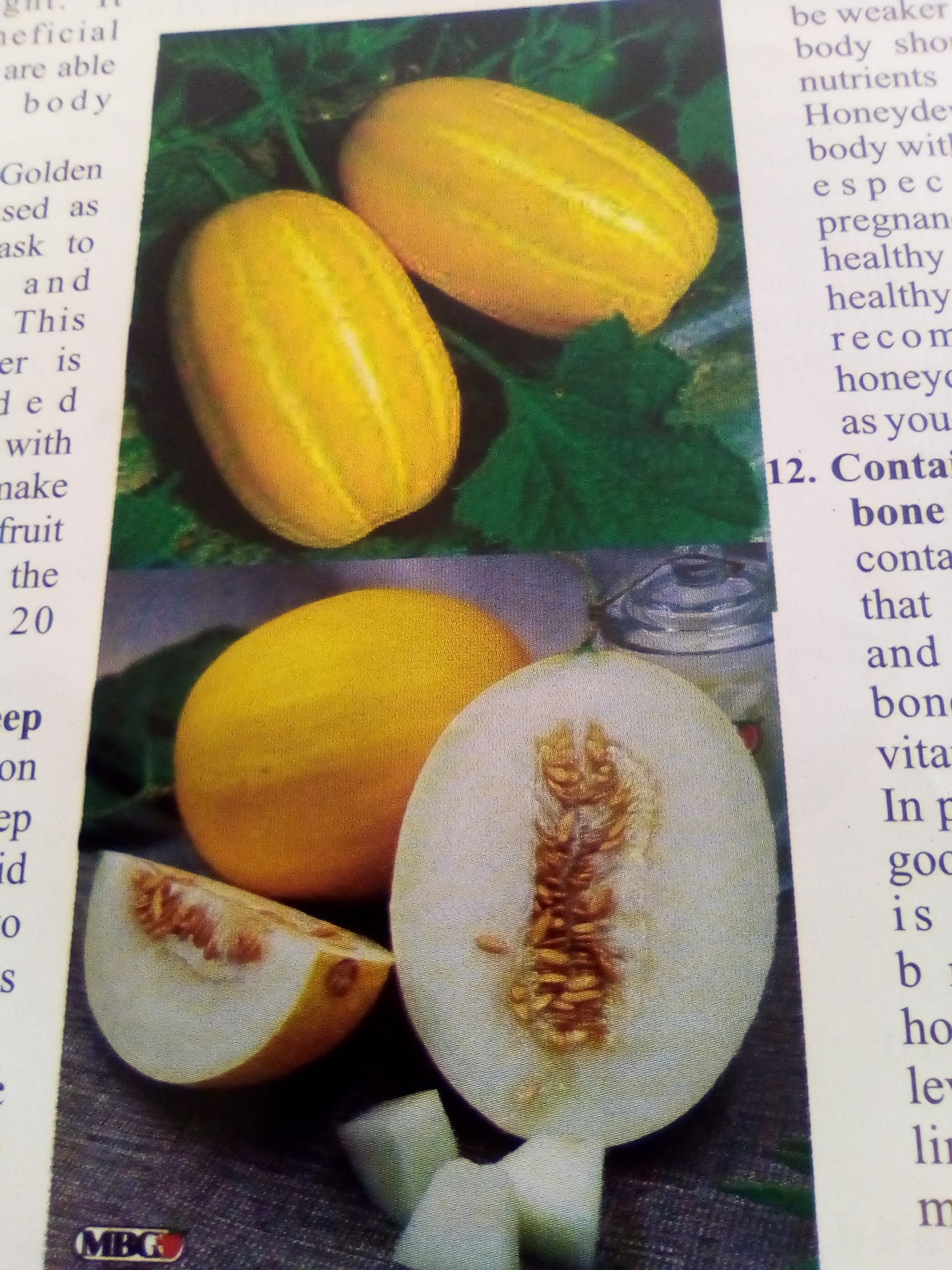 WILLIE MARSHAL LITERARY MANIFESTATIONS IMPRESSIVE BENEFITS OF GOLDEN MELON