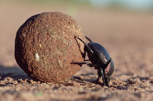 Dung beetle facts image