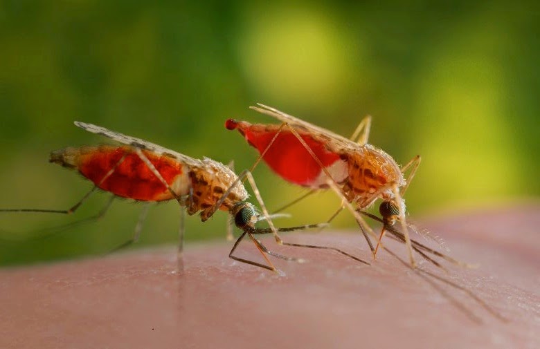 MPD 3223 Vector and Pest Management . Vector and Pest Management