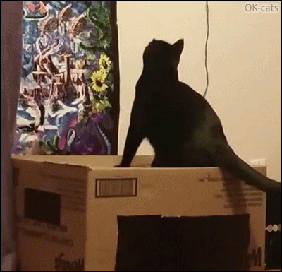 Hilarious Cat GIF • Cat Jump fail from cardboard box to cardboard box haha