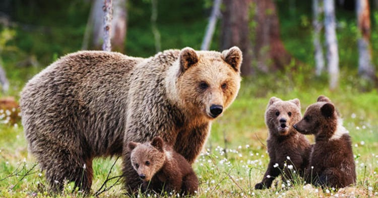 Rüyada Ayı görmek ne anlama gelir? Bilgi Sitesi