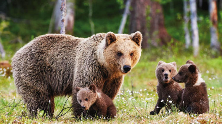 Rüyada Ayı görmek ne anlama gelir? Rüyada Ayı görmek ne anlama gelir?