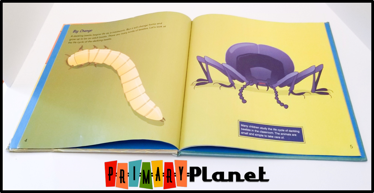 Mentor Text Monday Mealworm Life Cycle Primary