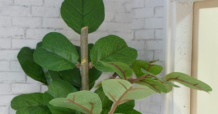 Powell Gardens Blog A Sample Of Colorful Evergreens From Powell