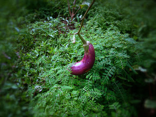 Solanum Melongena Or Terong Ungu In The Garden, Bali, Indonesia