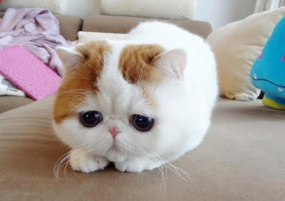 beautiful-cats-%25D8%25B5%25D9%2588%25D8%25B1-%25D9%2582%25D8%25B7%25D8%25B7-%25D8%25AC%25D9%2585%25D9%258A%25D9%2584%25D8%25A9-41