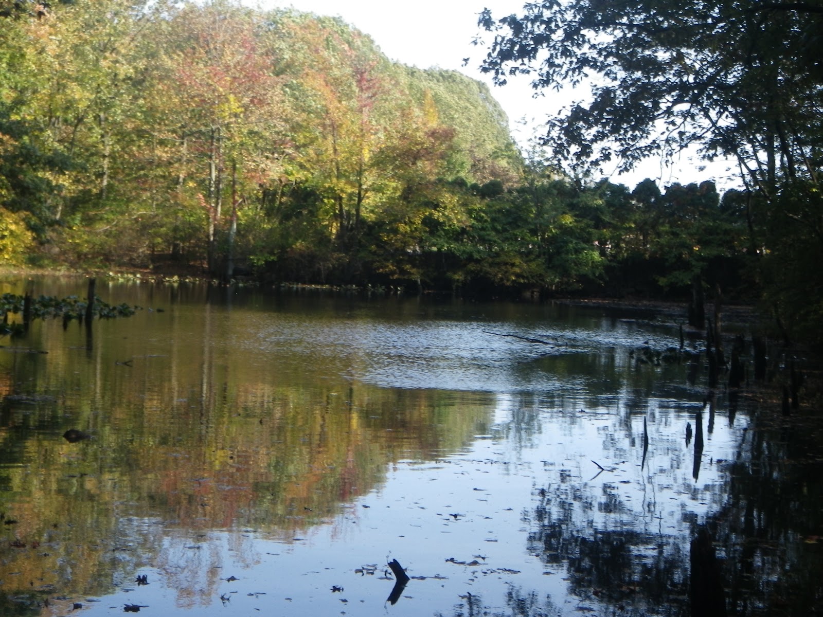 The Great Lakes of NYC Stump Pond