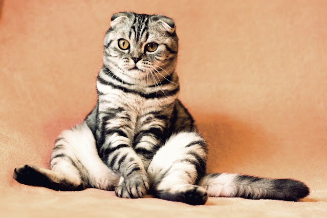 11 Facts About Hemingway's Cats | Mental Floss