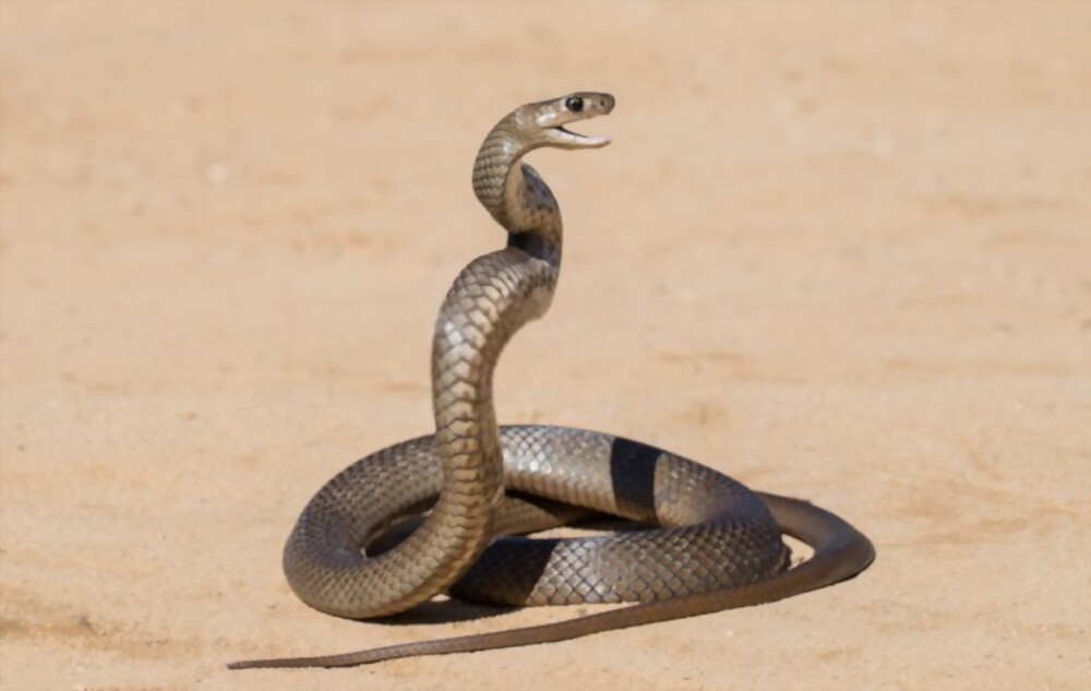 Most venomous snake in australia