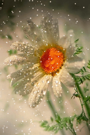 flor%2Bmargarida%2B%25282%2529.gif