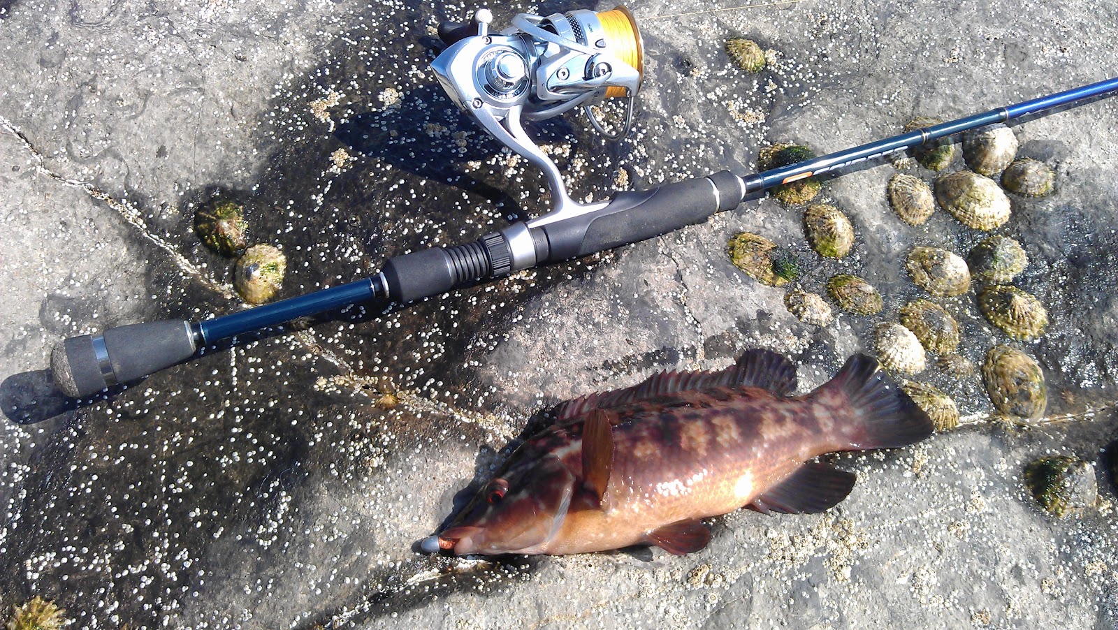 South East Lure Angling A little bit of LRF...