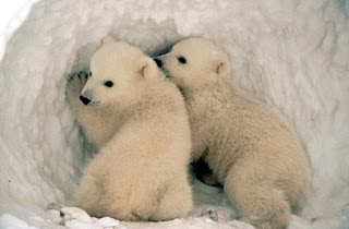Yavru kutup ayıları