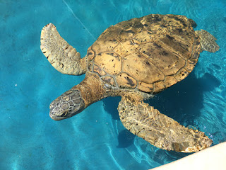ProjetoTamar: preservação de espécies marinhas a partir do desenvolvimento sustentável Foto Sylvia Leite - Matéria Projeto Tamar - BLOG LUGARES DE MEMÓRIA