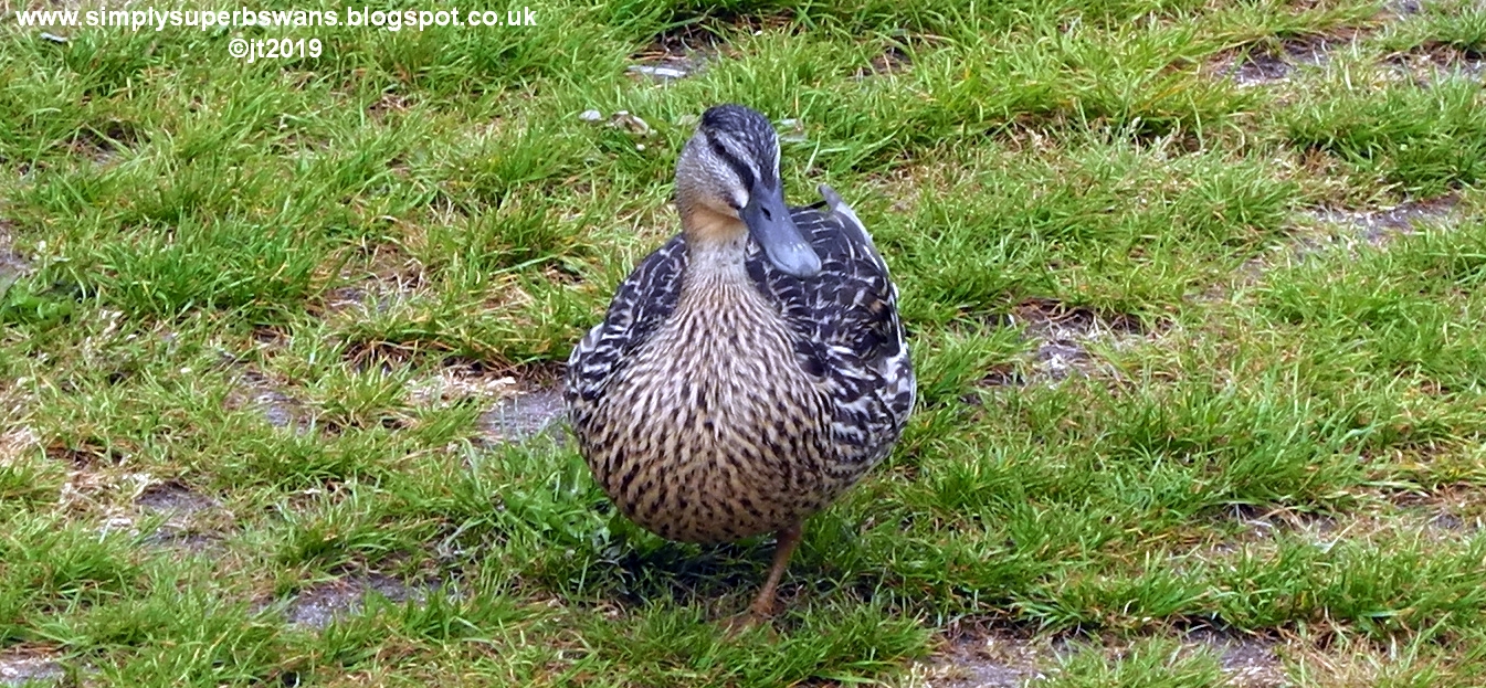 Simply Superb Swans Injured Duck Nesting