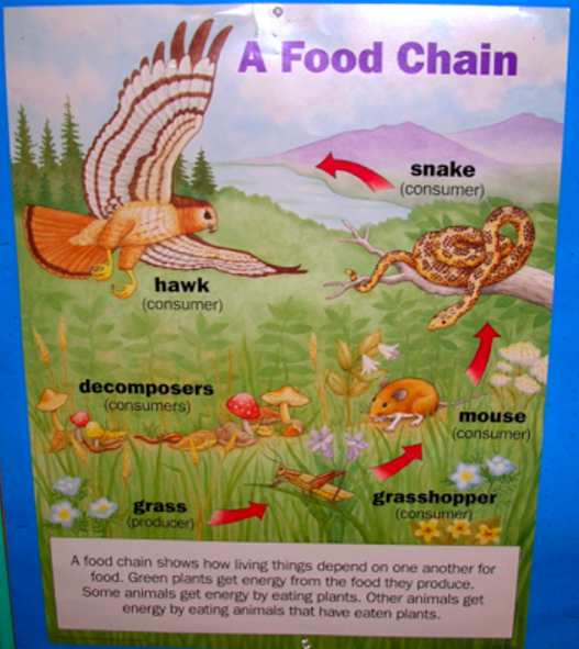 Mrs. Yollis' Classroom Blog Science Meet a Hedgehog and a Snake