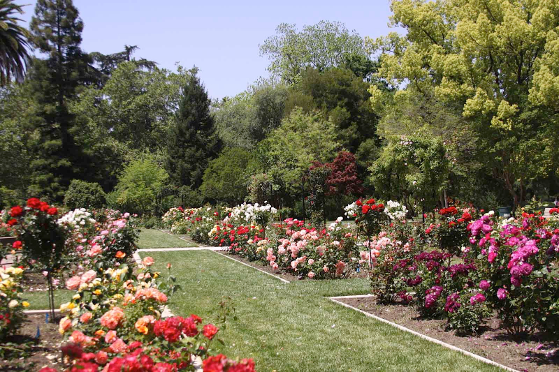 24 Hour Fall Guide to Sacramento. Floraful