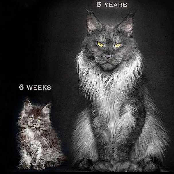 Comparison of a black smoke Maine Coon at 6 weeks and 6 years of age