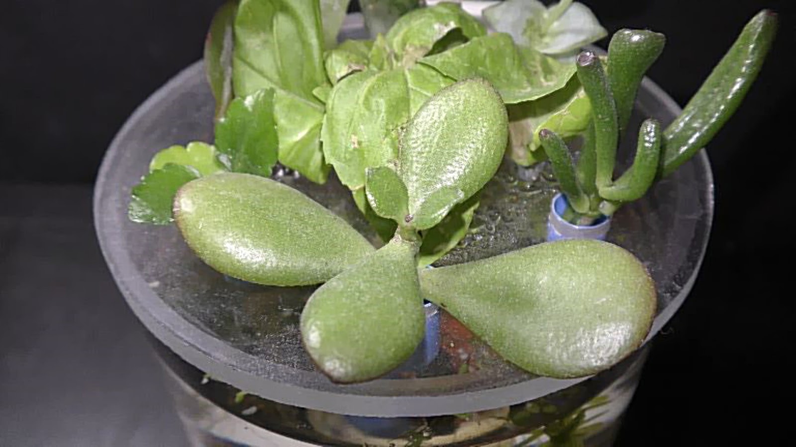 Random Bits Growing Jade Succulent Plant in Water