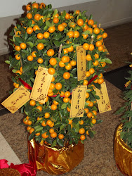 A Mandarin Orange "bush."