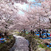 Festival Bunga Sakura di Jepang