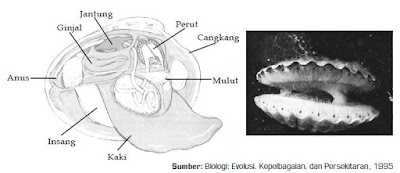 Klasifikasi, Ciri-Ciri, Sistem Pencernaan Hewan Filum Mollusca dari Kelas Gastropoda, Bivalvia dan Cephalopoda