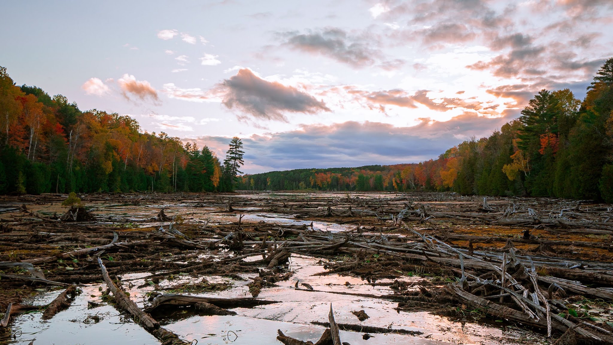 Sunset, Lake, Swamp, Logs, Forest, Trees, Autumn. Clouds