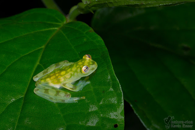 Hyalinobatrachium valerioi - Reticulated Glass Frog