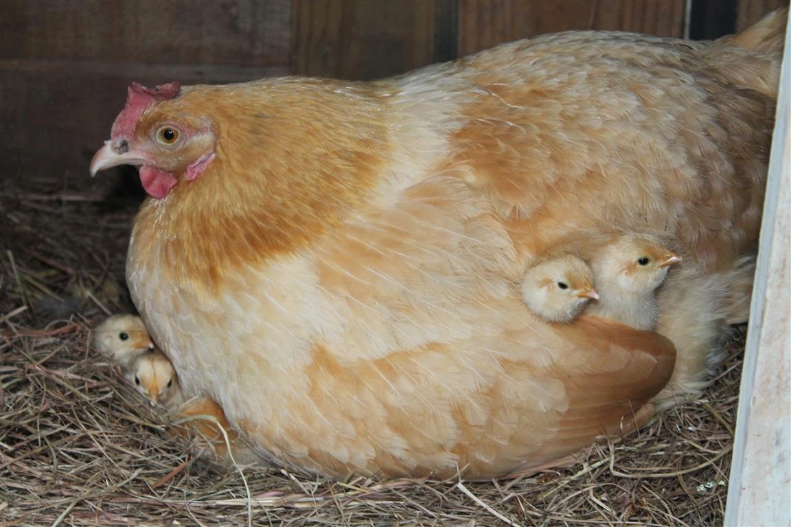 Step-by-Step Guide to Your Own Egg-Laying Hens